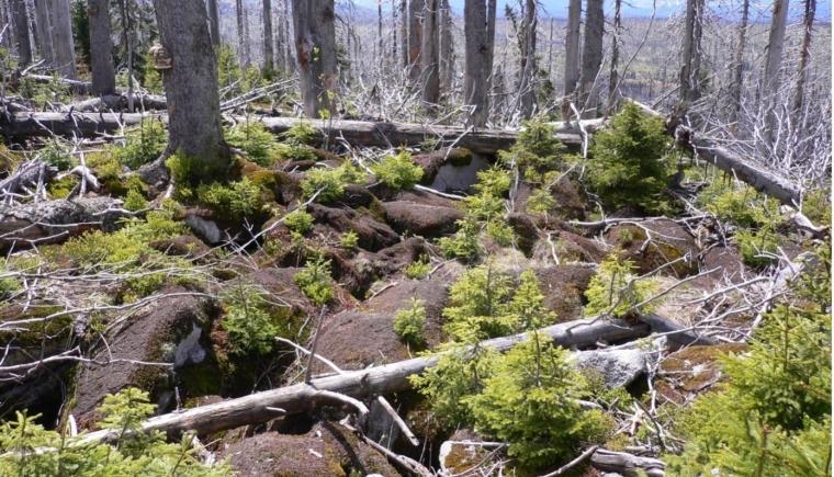 Kůrovec na Šumavě - zkušenost pro Novohradské hory