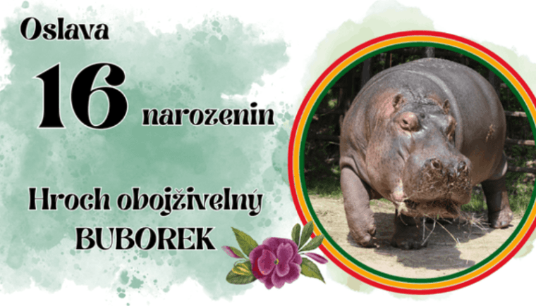 Narozeniny hrocha Buborka