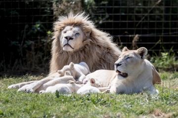 ZOO DVOREC